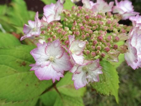 縁がピンク色の紫陽花 縁がピンク色の紫陽花の写真