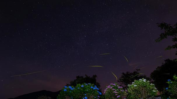 あじさいに舞うホタルの夜 あじさい,ホタル,星空の写真素材