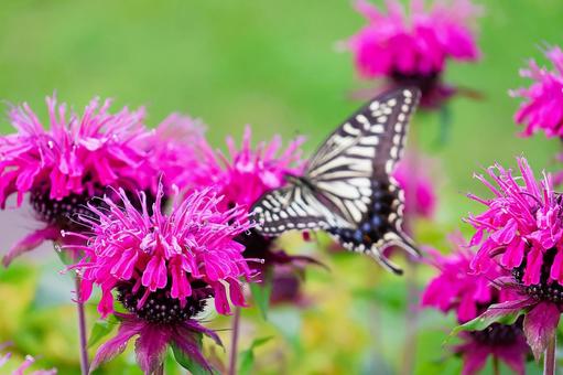Photo, bergamot, flower, plant, 