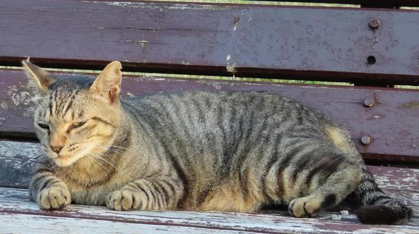 カメラ目線で夕涼みしているもふもふな猫様 猫,キジトラ,カメラ目線の写真素材