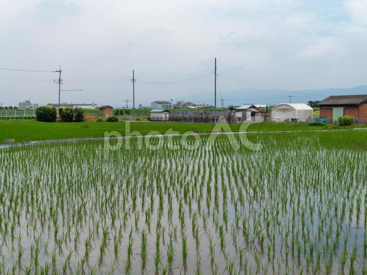 大阪府松原市に転がる水田と畑の風景 水田,畑,田畑の写真素材