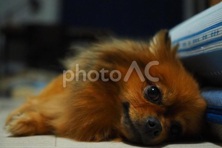 眠りに落ちる直前の犬 犬,ペット,ポメラニアンの写真素材