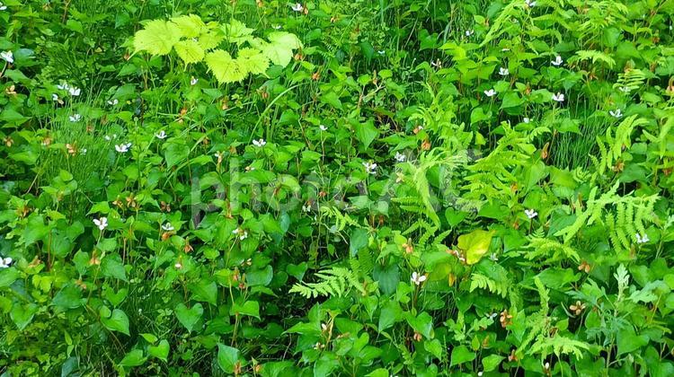 ７月半ば二ツ屋はまだドクダミん花が花盛り ドクダミ,涼し気,自然の写真素材