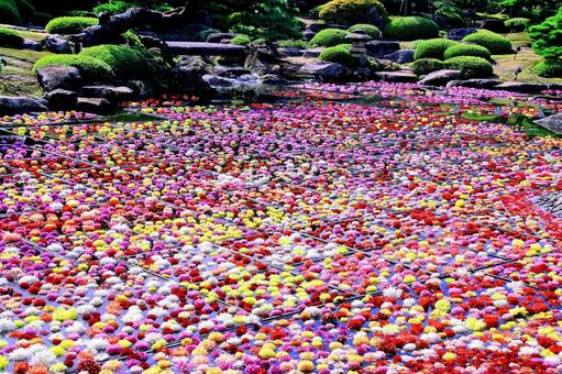 池泉天竺牡丹/由志園 天竺牡丹,ダリア,花の写真素材