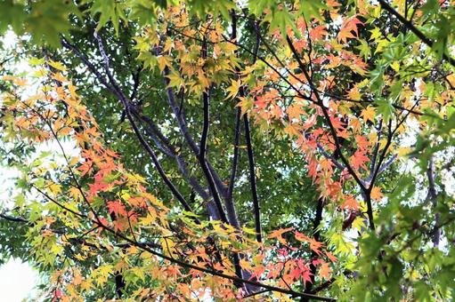 紅葉の始まり 紅葉,もみじ,秋の写真素材