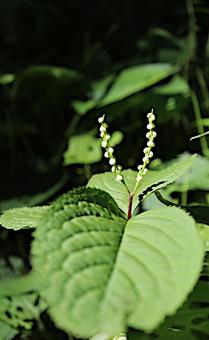 フタリシズカの花 フタリシズカの花の写真