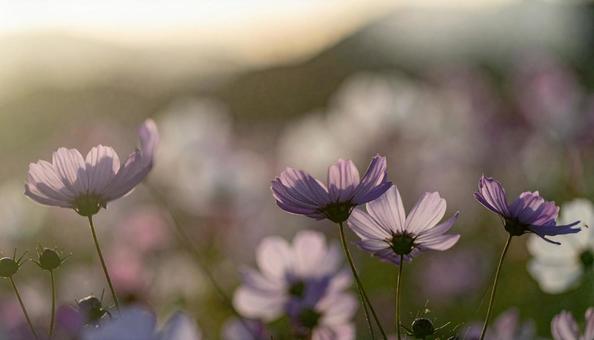 秋の花 コスモス 秋の花 コスモスの写真