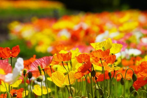 Yamaguchi Flower Land (Poppies), JPG Yamaguchi Flower Land (Poppies), JPG