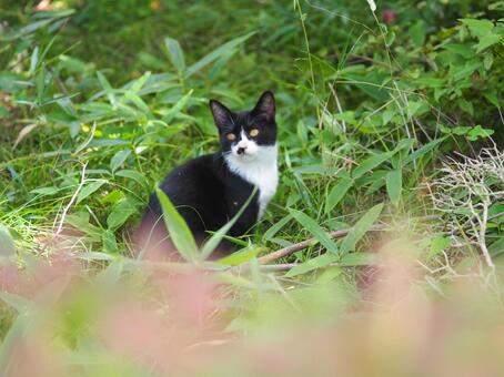 遊ぶ子猫 猫,子猫,遊ぶの写真素材