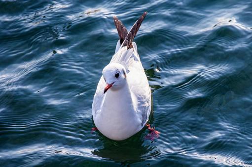 首を傾げるカモメ 首を傾げるカモメ かもめ,カモメ,鴎の写真素材