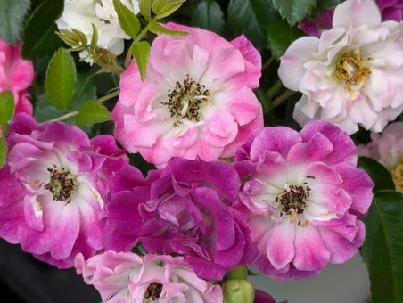 きれいなミニ薔薇 きれいなミニ薔薇の写真