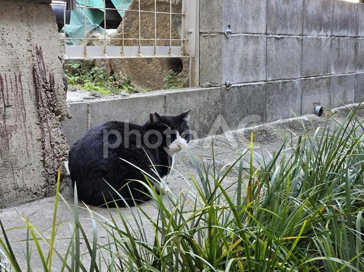 猫のいる田舎の風景 猫,ネコ,ハチワレの写真素材