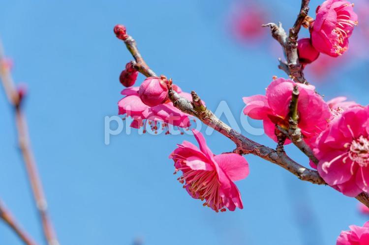 澄んだ青空と紅梅の鮮やかなコントラスト 梅,花,赤の写真素材