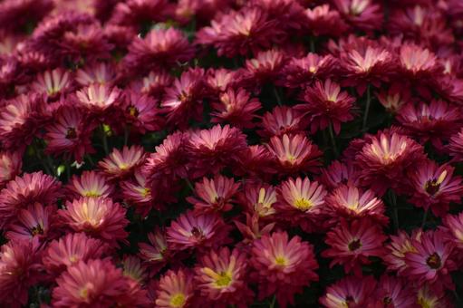 秋の花：キク4 植物,キク,菊の写真素材