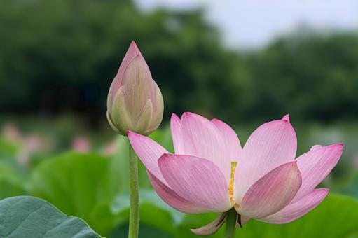 上尾沼の古代蓮 上尾沼の古代蓮 ハスの花,古代蓮,ピンクの写真素材