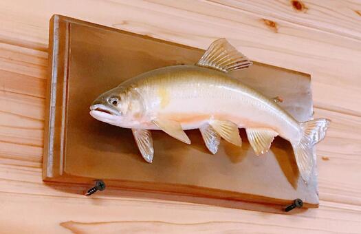 剥製 剥製,標本,鮎の写真素材