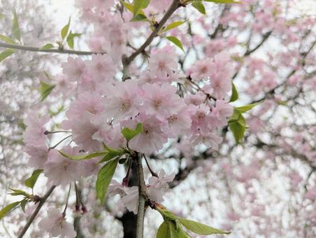 桜 桜,さくら,cherryblossomsの写真素材