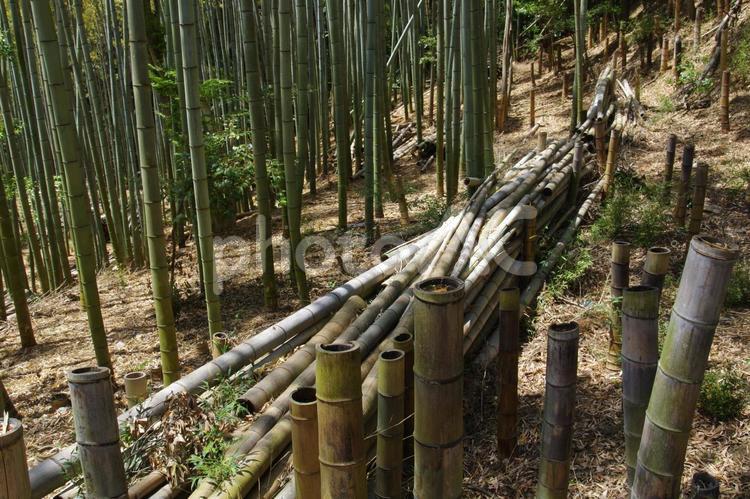 手入れのされている竹林 竹林,竹,林の写真素材