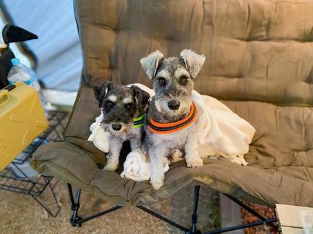 仲良く座るワンコ ミニチュアシュナウザー,犬,シュナウザーの写真素材