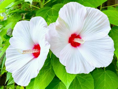 夏の朝　フヨウの花 アメリカフヨウ,芙蓉,フヨウの写真素材