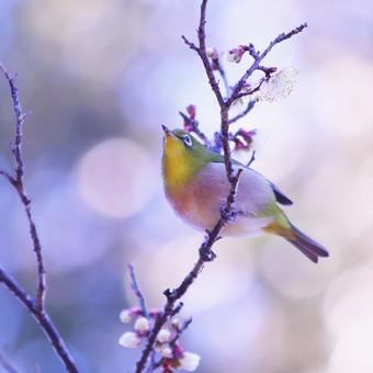梅の枝に止まるメジロ 鳥,メジロ,花の写真素材