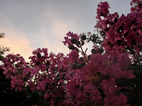 夕方の百日紅 夕方の百日紅 百日紅,花,植物の写真素材