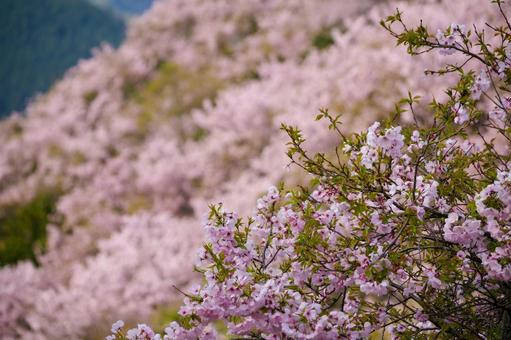 Photo, spring, cherry blossoms, full bloom, 