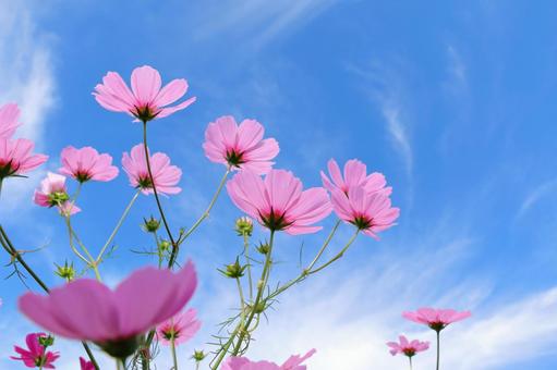 コスモスと青空 コスモスと青空 コスモス,秋,花の写真素材