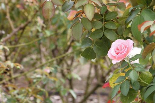 ピンクのバラ 薔薇,バラ,ピンクの写真素材