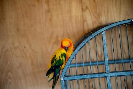 鮮やかなインコ、鳥かごでくつろぐ インコ,コガネメキシコインコ,鳥の写真素材