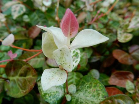 【花の写真】 ハツユキカズラ 【花の写真】 ハツユキカズラの写真