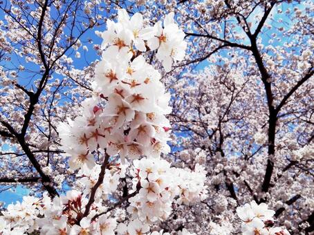 桜 02 桜 02の写真