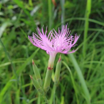 Photo, kawaranadesico, kawaguchi tetsuya, flower, 