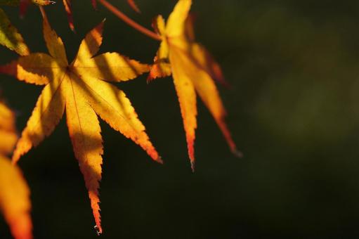 紅葉 紅葉の写真