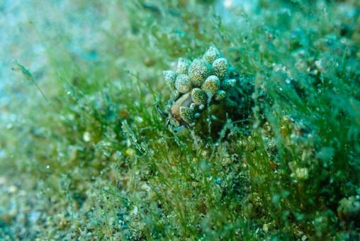 Photo, scuba diving, nuushi, diving, 