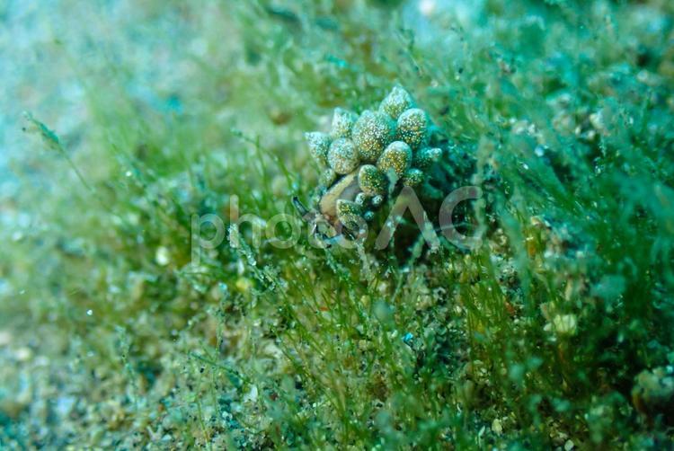 城ヶ島　オオアリモウミウシ スキューバーダイビング,ウミウシ,ダイビングの写真素材