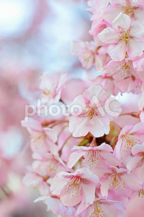 満開の河津桜　春の訪れ 春,桜,河津桜の写真素材