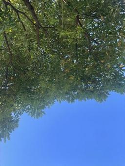 公園のベンチでごろ寝にて見た青空 公園のベンチでごろ寝にて見た青空 青空,昼休み,公園の写真素材