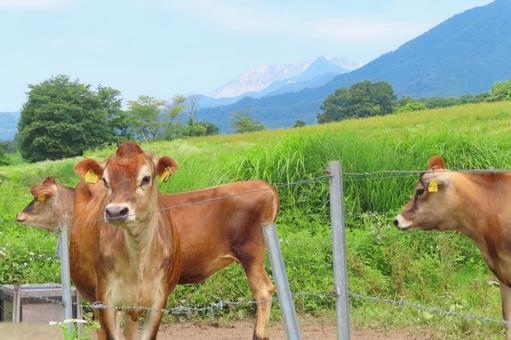 【岡山県】蒜山高原 ジャージー牛 【岡山県】蒜山高原 ジャージー牛の写真