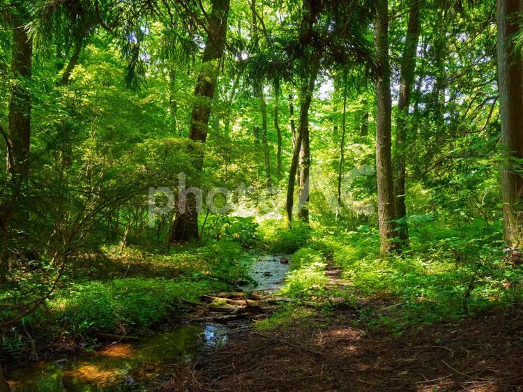 森の中、木漏れ日、小川、木立、緑の葉 森,小川,自然の写真素材