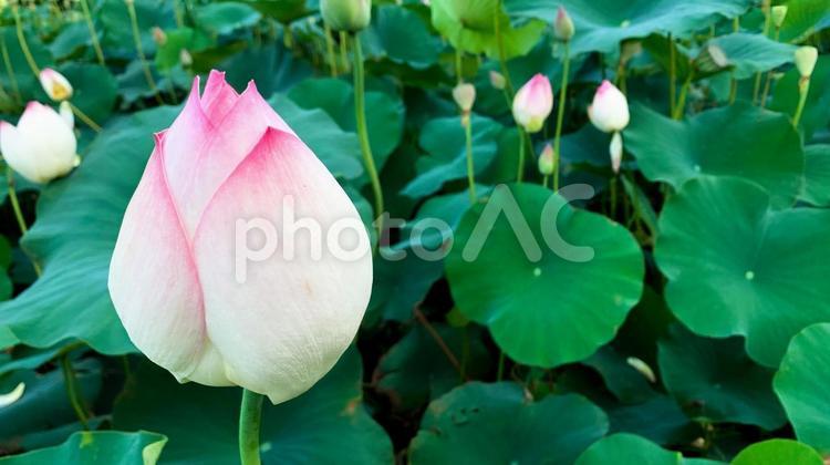 佐賀の蓮のつぼみ 蓮,つぼみ,佐賀の写真素材