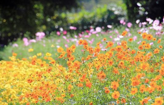 秋晴れの陽光に映えるキバナコスモスの花畑 秋晴れの陽光に映えるキバナコスモスの花畑の写真