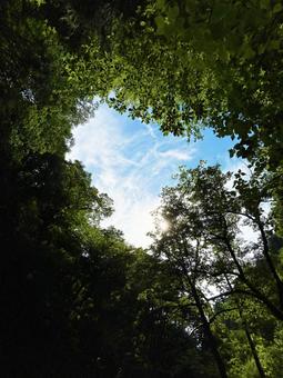 新緑の木々から覗く青空と太陽 空,新緑,光の写真素材
