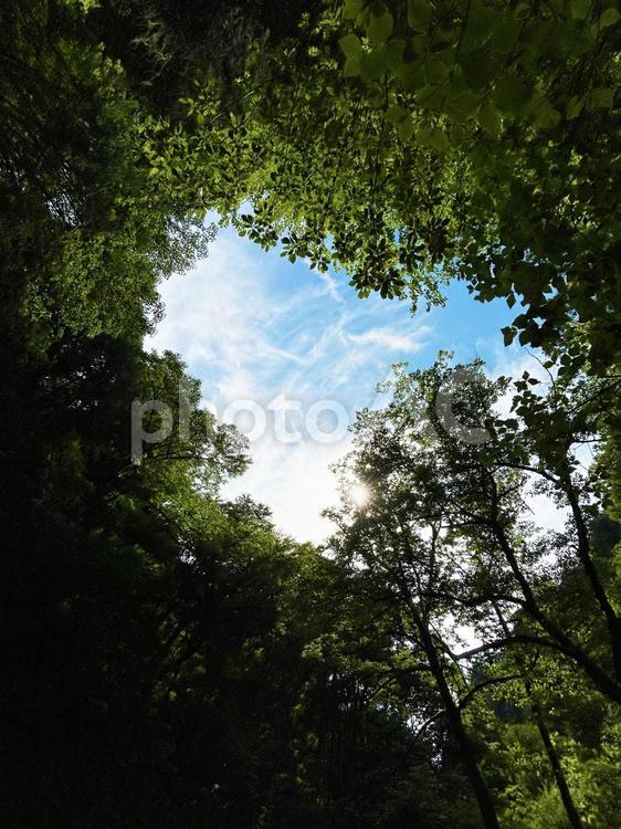 新緑の木々から覗く青空と太陽 空,新緑,光の写真素材