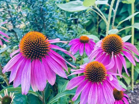 エキナセア エキナセア,ムラサキバレンギク,花の写真素材
