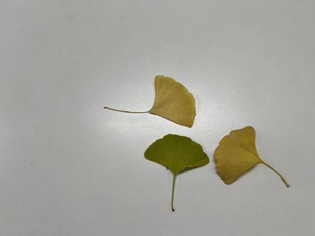 イチョウの葉３枚の写真