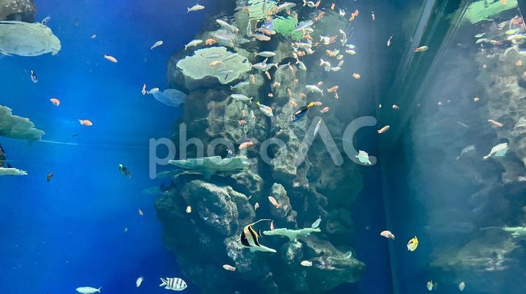 魚 水族館,アクアス,海の写真素材