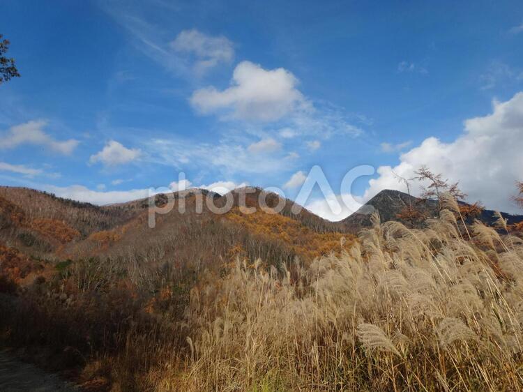 皇海山に向かう林道　すすきと山 皇海山,ススキ,百名山の写真素材