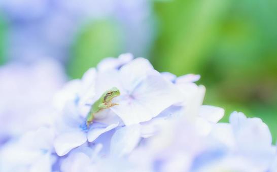 明るい薄紫色の紫陽花の上の可愛いカエル 明るい薄紫色の紫陽花の上の可愛いカエル アジサイ,カエル,薄紫色の写真素材