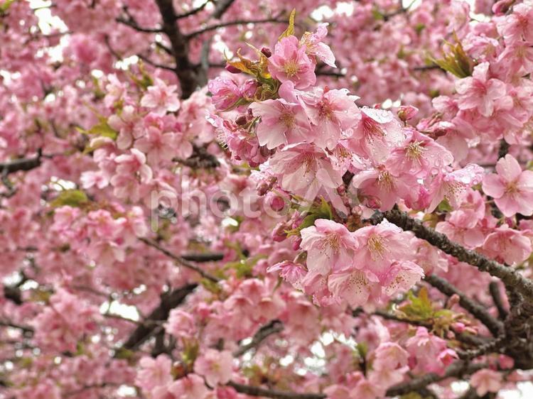 雨粒と桜 桜,自然,風景の写真素材